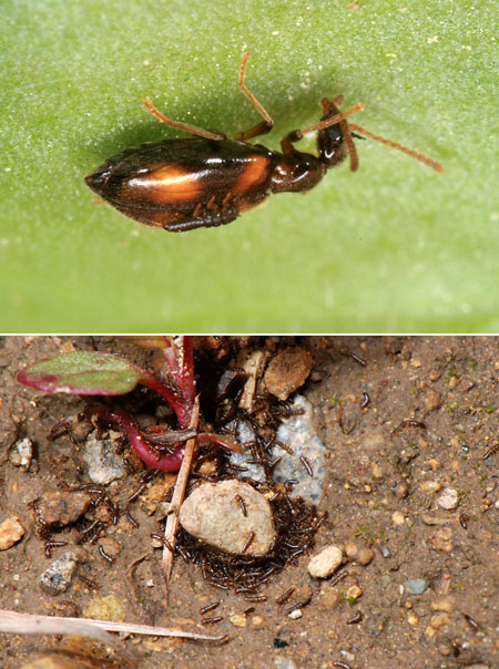 ツチハンミョウの幼虫の謎