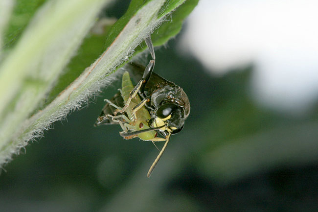 ヨコバイを狩るハチの観察