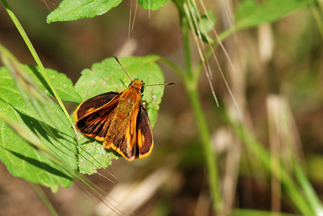 キマダラセセリ