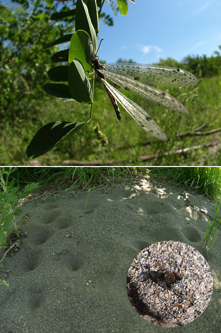 ウスバカゲロウ