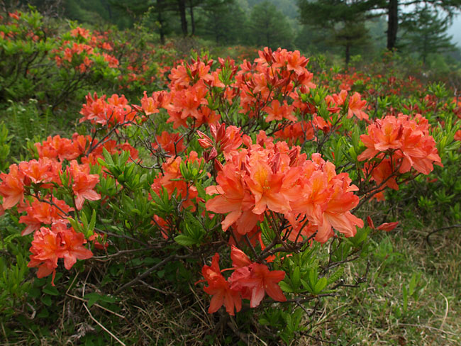 レンゲツツジ