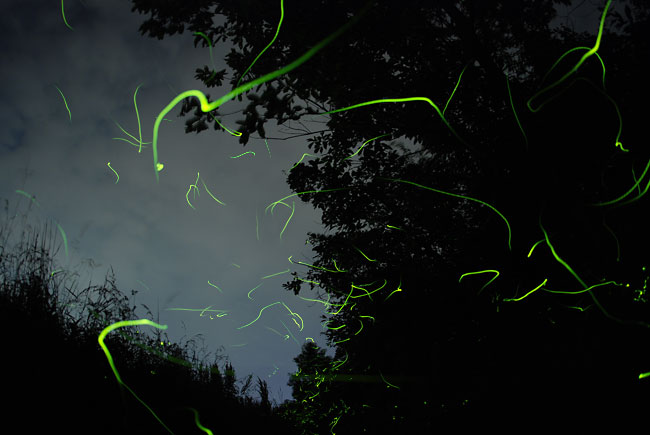 ホタルの撮り方