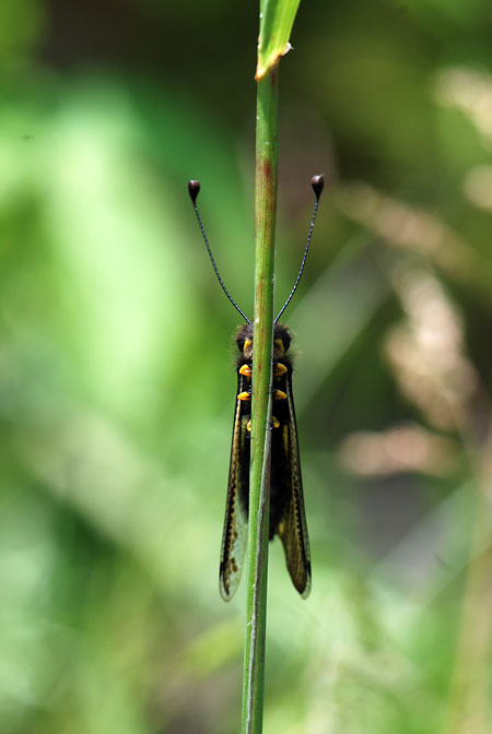 キバネツノトンボ