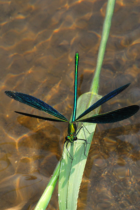 アオハダトンボ