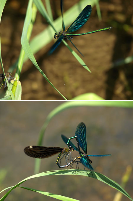 アオハダトンボの交尾