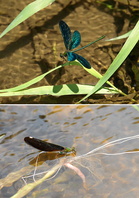 アオハダトンボの産卵