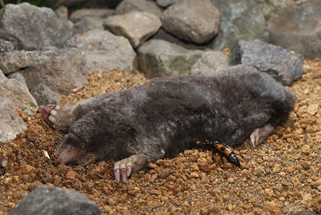 モグラを埋めるシデムシ