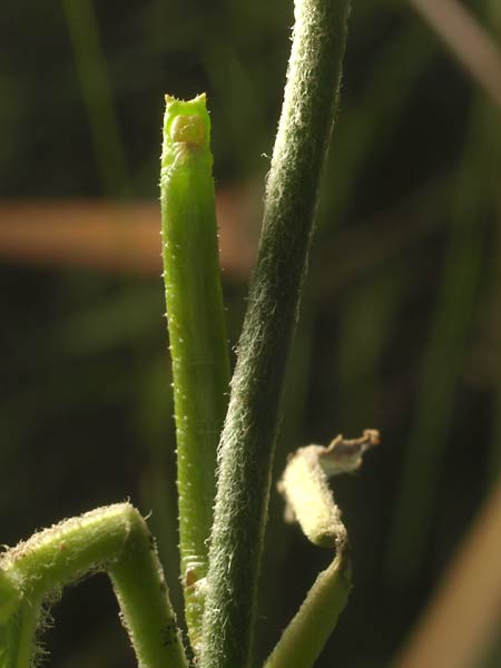 ガガイモにいたシャクトリムシ