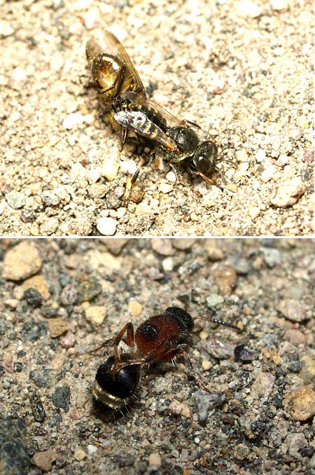 ハエを狩るヤマトトゲムネアナバチ