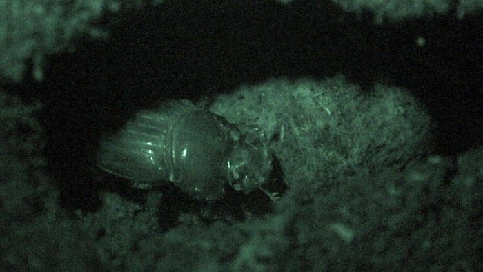 ミヤマダイコクの糞球作りの撮影