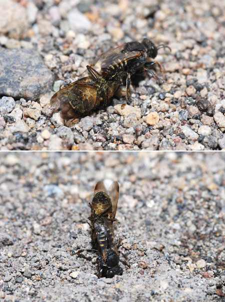 再びヤマトトゲムネアナバチ