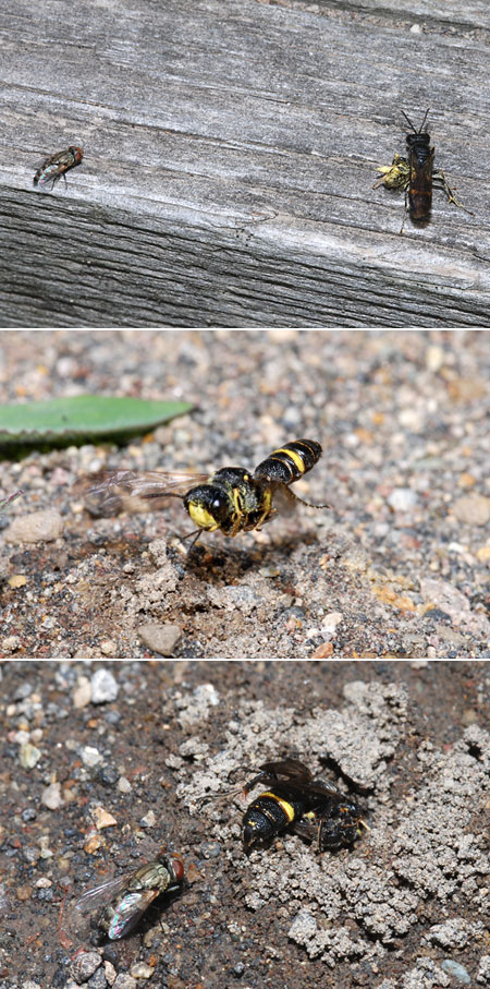 再びツチスガリ