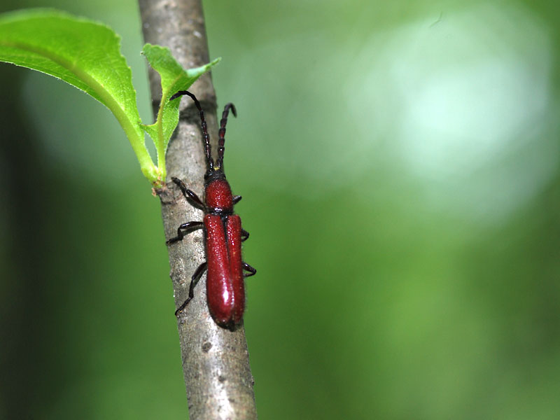 クスベニカミキリ