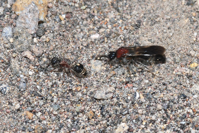 アリバチのオスとメス