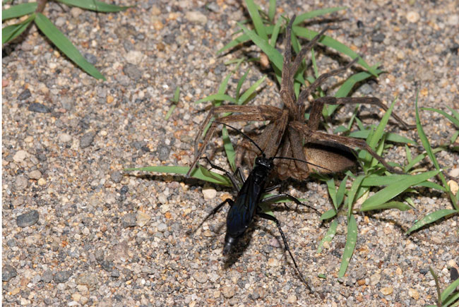 オオモンクロベッコウ