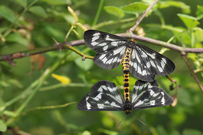 トンボエダシャク