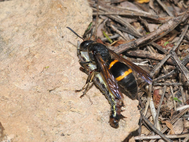 オオカバフスジドロバチ