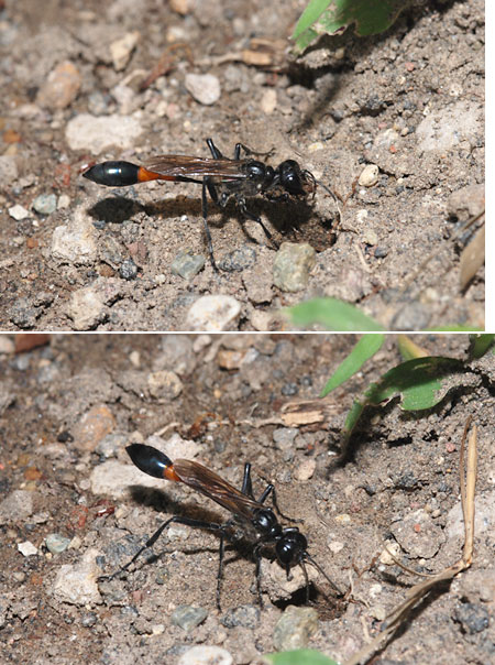 ジガバチの穴ほり
