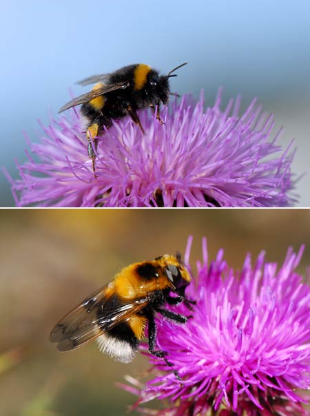 セイヨウマルハナバチのそっくりさん