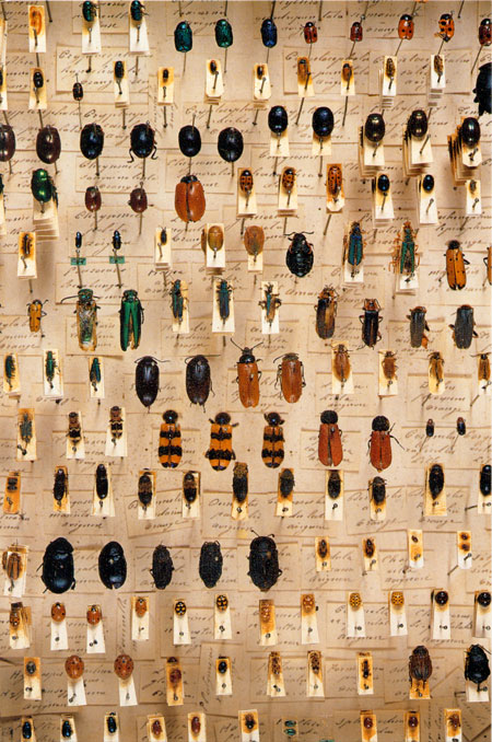 ファーブルの標本(ファーブル紀行19）