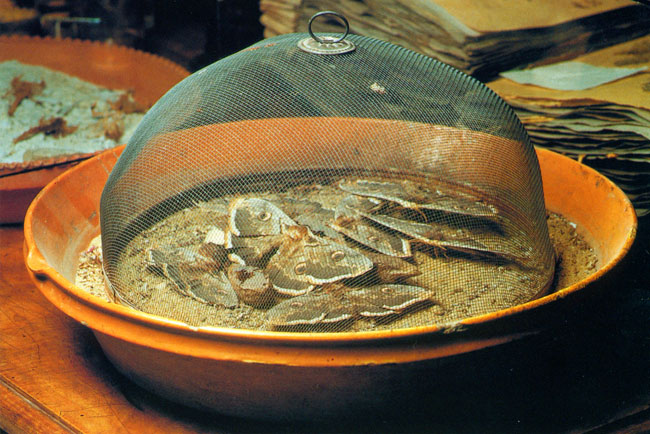 オオクジャクサン(ファーブル紀行24）