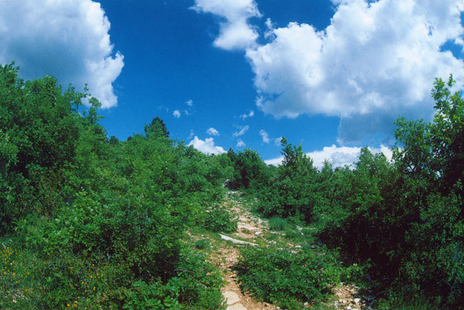 バントゥ山(ファーブル紀行25）