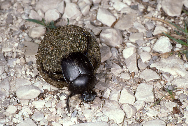 スカラベ(ファーブル紀行27）