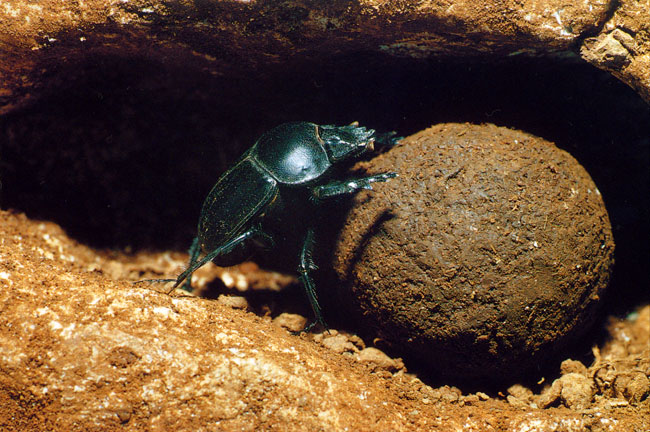 スカラベの梨玉(ファーブル紀行28）