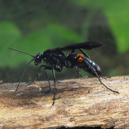 夏休みのイベントのお知らせ