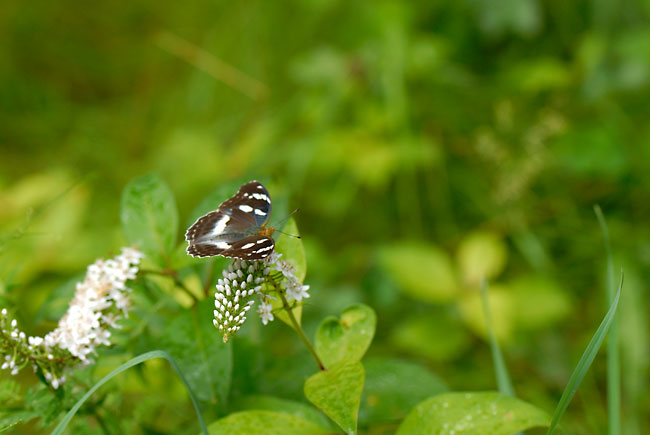 メスグロヒョウモンのメス