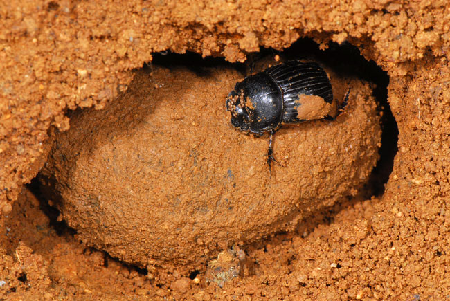 ミヤマダイコクコガネのパン