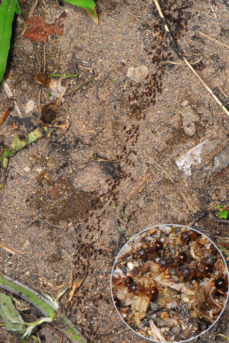 アミメアリの行列