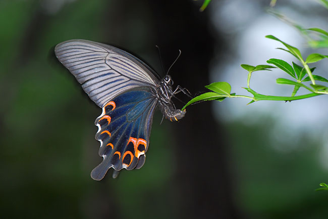 クロアゲハの産卵