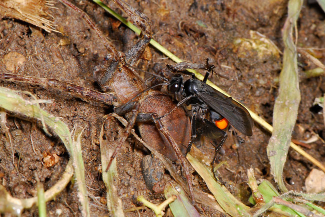 オオモンクロベッコウのクモ狩り