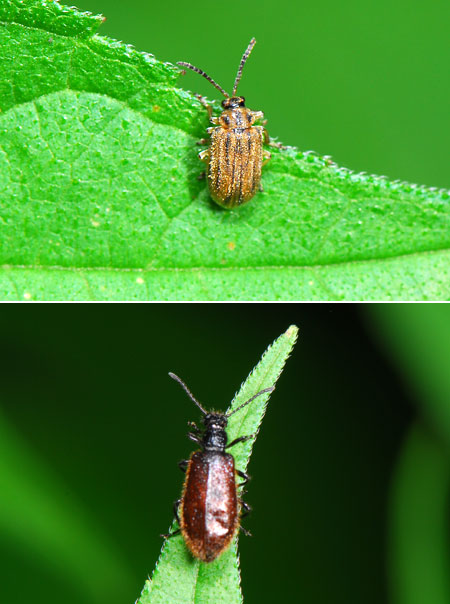 ブタクサにいた甲虫