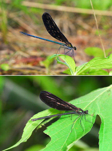 ハグロトンボのオスとメス