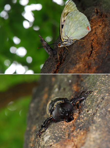 カブトムシとオオムラサキ