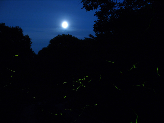 青森のゲンジホタル