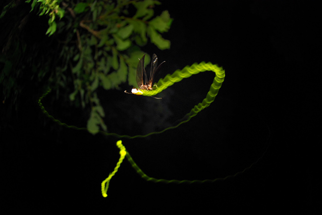 ゲンジボタルの飛翔