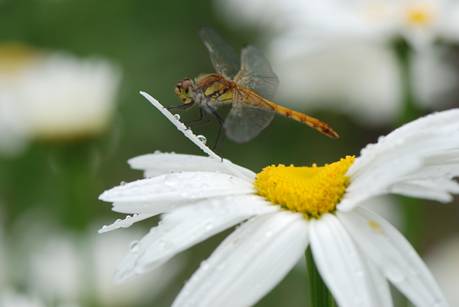 雨上がりのアキアカネ