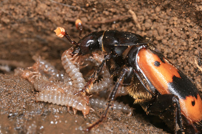 シデムシの子育て