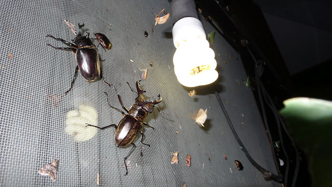 カブトムシとミヤマクワガタ