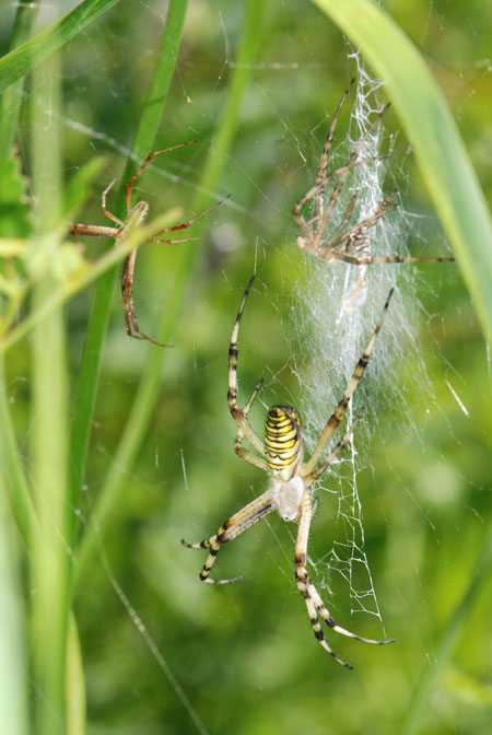 ナガコガネグモのオスとメス