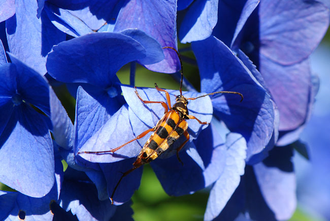 ヨツスジハナカミキリ