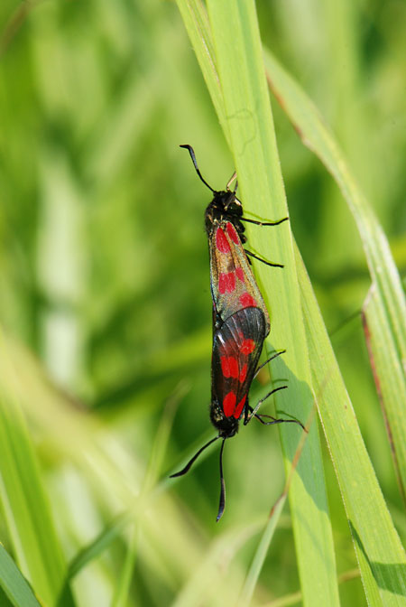 ベニモンマダラの交尾