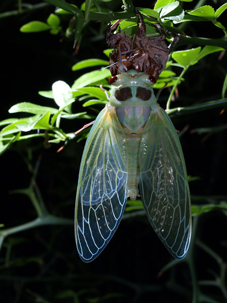 エゾゼミの羽化