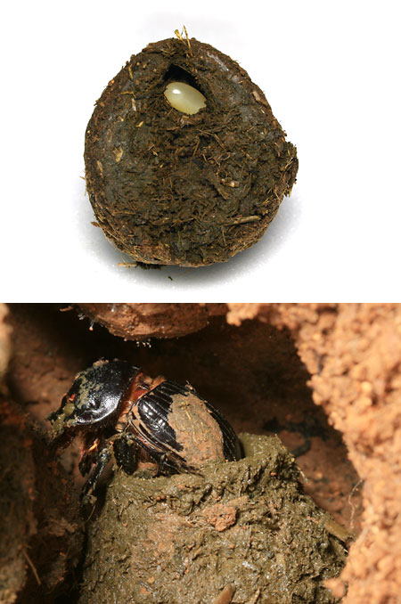 ミヤマダイコクの産卵