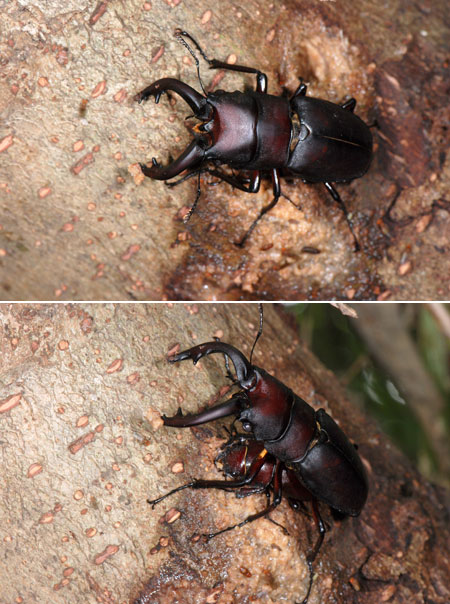 ノコギリクワガタのオスとメス