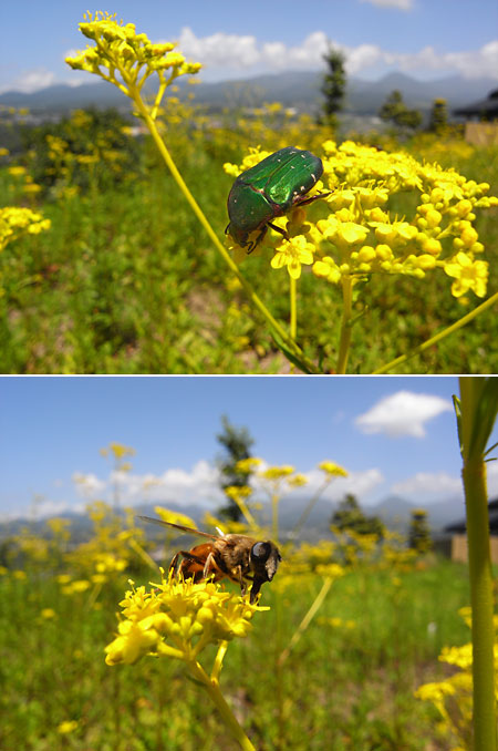 オミナエシにアオハナムグリ