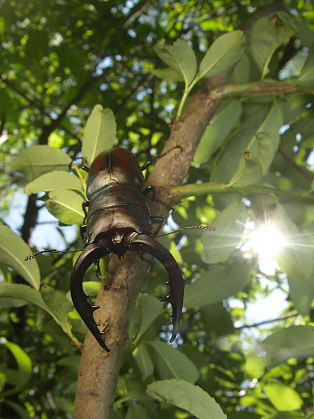 ノコギリクワガタ